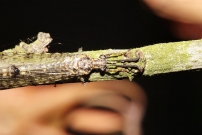 Le Fourmilion longicorne (Neuroptre - Myrmeleontidae - Distoleon tetragrammicus)